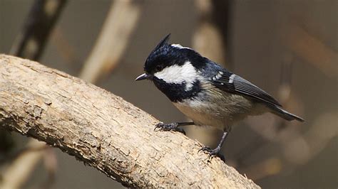 鳥圖|世界鳥類網路圖鑑